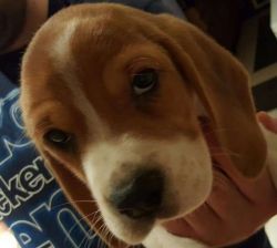 Stunning Registered Beagle Pups