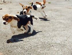 Fabulous Quality Beagles