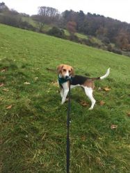10 Month Old Male Beagle
