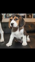 Top Pedigree Beagle Pups