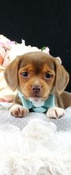 Gorgeous Beagle Available!!!
