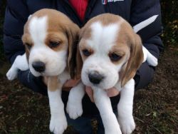 True Show Quality Kc Registered Beagle Puppies