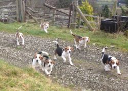 Tri Coloured Beagle Puppies - Powys