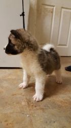 Top Quality American Akita Pups Available