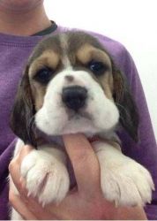Beagles for Sale