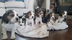 Show Type Kc Reg Beagle Puppies