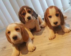 Show Beagles Short And Cobby Type