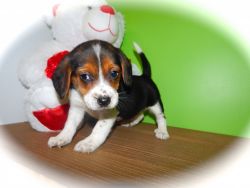 Beagle Babies. Great for Kids. Vet Checked.