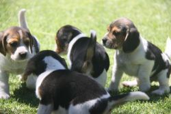 Litter of tri-colored beagle puppies ready