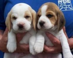 Cute male and female Beagle puppies for sale