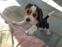Smart M/F Beagle Puppies for Pets Lovers