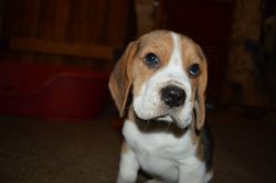K.c Reg Beagle Pups For Sale.