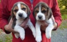 lovely beagles