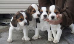 Spanky Beagle puppies with all shots for sale