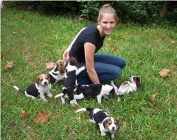 High pedigree Beagle puppies