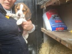 itter of beagle for sale ready for new home