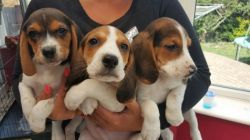 Tri Color Beagles For Sale