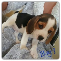 For sale male and female Beagle puppies