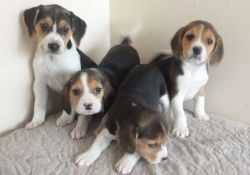 My Beautiful beagle puppy's two boy two girl. They are now 8 weeks