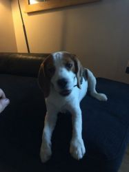 Beautiful Beagle Puppies For Sale