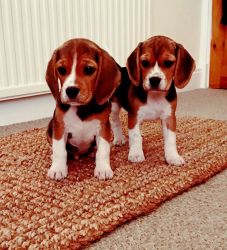 Stunning Tri Colour Beagle Puppies