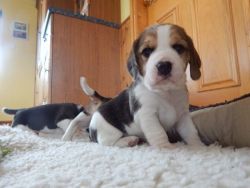 Tri colour Beagle pups now ready for sale