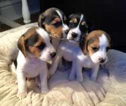 11-12weeks-old beagle pups