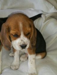 Gorgeous Kc Registered Beagle Pups