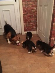 Stunning Well Bred Tri Beagle Puppies. Ready May