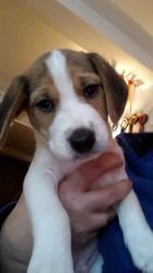 Top Quality Beagle Puppies *ready Now*