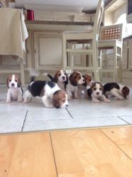 Gorgeous Kc Registered Beagle Puppies
