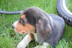 Beagle Puppies **ready To Go Now**