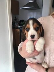 Quality Beagle Tri Colour Puppies