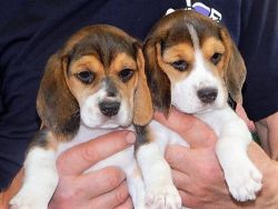 Show Beagle Puppies