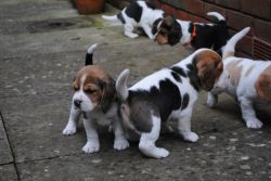 Cute Beagle Puppies