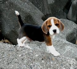 Charming Beagle Puppies for Adoption