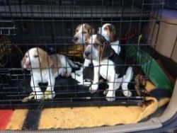 Champion AKc Beagle Puppies