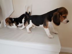Beagle Puppies (xxx) xxx-xxx4