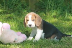 Adorable Kennel.club Reg Beagle Puppies