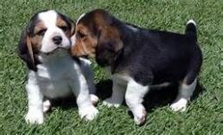 cute male and female beagle puppies ready for new home