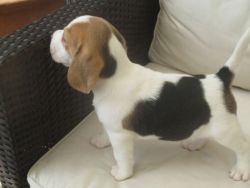 Beautiful Kc Registered Beagle Puppies For Sale