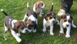 Top quality akc registered beagle puppies