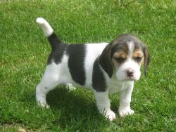 Kc Registered Beautiful Beagle Puppies