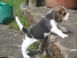Beautiful Beaglier Puppies ( Beagle X Cavalier)