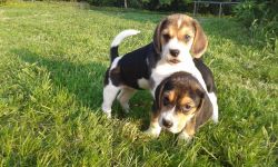 A litter of excellent pedigree beagles.