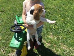 Beagles Ready For Sale