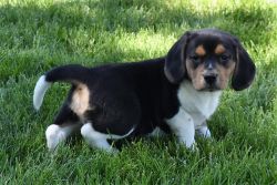 Males and Females Beagle Puppies for Sale