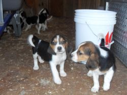 AKC registered Pure bred Beagle puppies xxx-xxx-xxxx