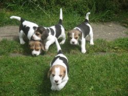 Beautiful Beagle Puppies Ready