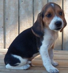 Beautiful Beagle puppies For Sale
